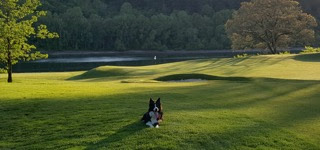 dog waiting for geese