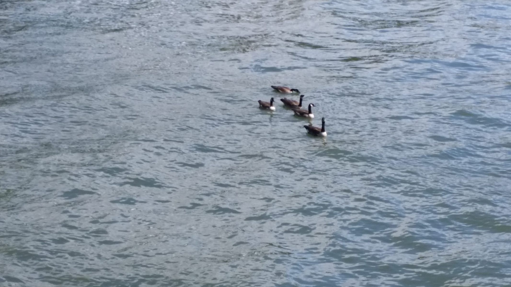 Ducks on river below the Steel Bridge