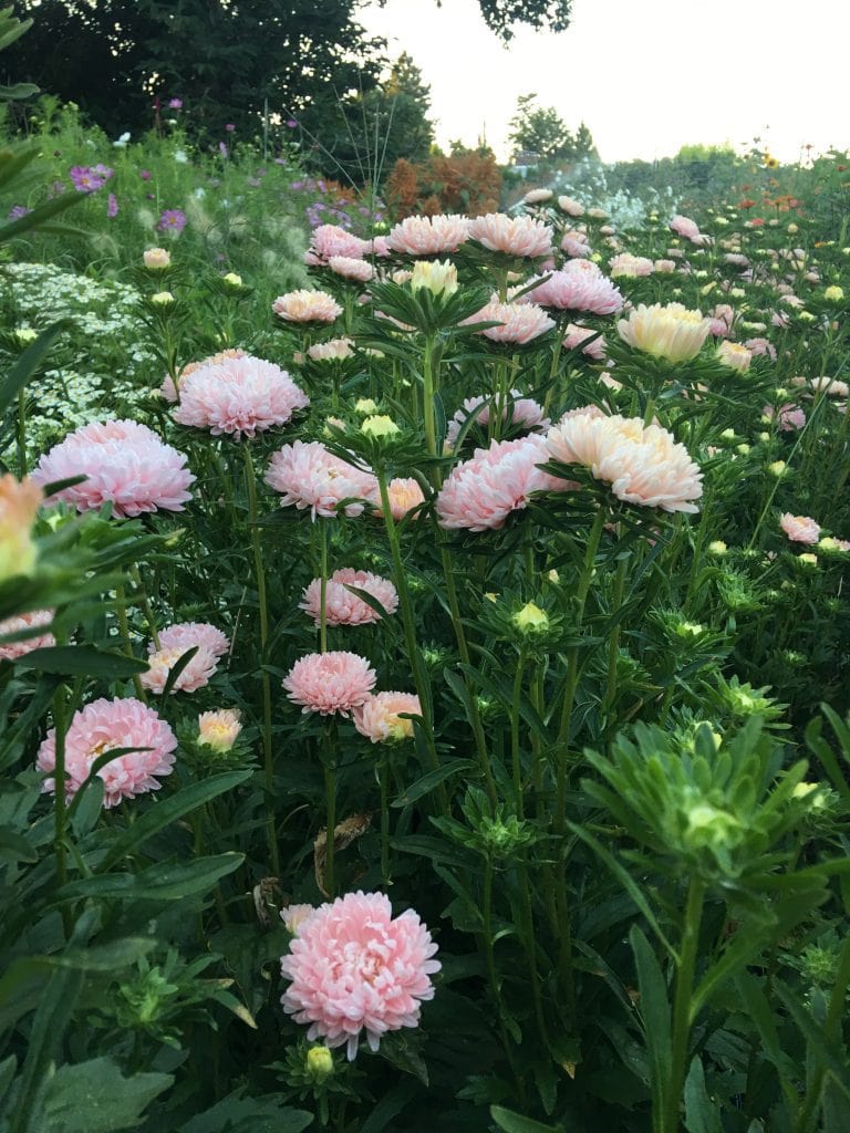 Flowers at Sweet Delilah Farm